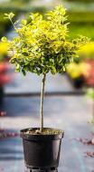 Растение Бересклет / Euonymus fortunei Pa C7.5