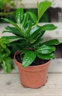 Растение Лавровая лечебная / Prunus laurocerasus C5