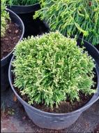 Растение Кипарисовик горохоплодный / Chamaecyparis pisifera White Pygmy, С5