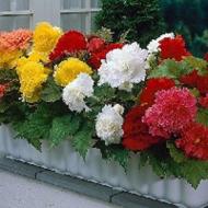 Корневище Бегония Фимбриата смесь 3 шт.