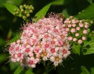 Саджанець Спірея японська Little princess Саджанець Спірея японська Little princess