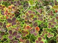 Саженец Клевер ползучий Pentaphyllum