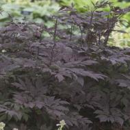 Саженец Клопогон ветвистый Atropurpurea (С3)