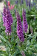 Растение Вероника Purpleicious
