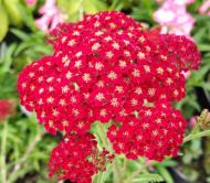 Растение Тысячелистник 'Red velvet'