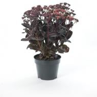 Растение Очиток Touchdown Teak