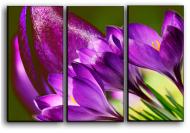 Картина модульная Дикий крокус 84x56 см Hotel Arizona HD 3-2381843855-PURP-22x33-PURPL
