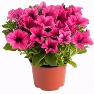 Растение Сурфиния d23 h25