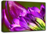 Картина Дикий крокус 77x44 см Hotel Arizona HD 1-2381843855-PURP-17x30-PURPL