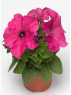 Растение Петунія d10 h15 Растение Петунія d10 h15