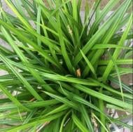 Растение Carex 'Irish Green' (Осока 'Irish Green') (C3)