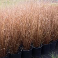 Растение Carex buhanaii Fire Fox (С3)