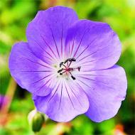 Растение Geranium Rozanne (Герань Розанна) (C3)