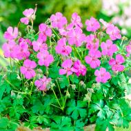 Растение Geranium cant. 'Cambridge' (С3)