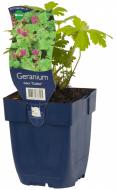 Растение Geranium macr. 'Czakor' (Герань великокорневищная 'Czakor') (C3)