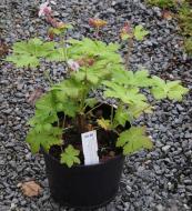 Растение Geranium macr. 'Ingwersen's Var.' (Герань великокорневищная 'Ingwersen's Var.') (C3)