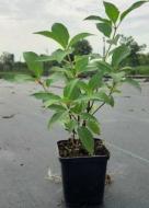Растение Гортензия метловидная 'Polar Bear' (Hydrangea paniculata 'Polar Bear') (С3)