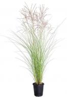 Растение Miscanthus sin. 'Gracillimus' (Мискантус китайский 'Gracillimus' ) (С3)