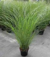Растение Miscanthus sin. 'Morning Light' (C3)