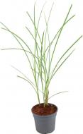 Растение Miscanthus sin. 'Grosse Fontane' (Мискантус китайский 'Grosse Fontane') (C3)