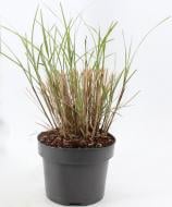 Рослина Miscanthus sin. 'Kl. Silberspinne' (Міскантус китайський 'Kl. Silberspinne') (C3)