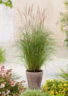Растение Miscanthus sin. Kleine Fontane (Мискантус китайский Kleine Fontane) (С3)
