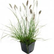 Растение Pennisetum alopecuroides (С5)