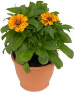 Растение Rudbeckia (Рудбекия) (C3)