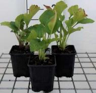 Растение Rudbeckia Green Wizard (Рудбекия восточная Green Wizard) (C3)