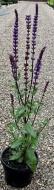 Растение Salvia Caradonna (Шалфей Карадонна) (С3)