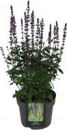 Растение Salvia nemorosa Caradonna (Шалфей дубравный Caradonna) (C3)
