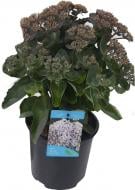 Растение Sedum spectabile в ассортименте