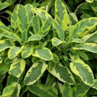 Растение Шавлия Salvia officinalis "Icterina" (C1)