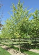 Растение Клен серебряный h- 400+ см. Acer sacharinum ВГ