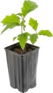 Растение Дуб белый или болотный Quercus bicolor h 300+ cм ВГ