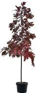 Растение Дуб красный Quercus rubra h-300+ cм ВГ