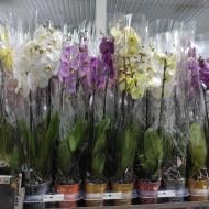 Растение Фаленопсис (орхидея) 12х80 2 ствола Authentic микс (Ter Laak Orchids)