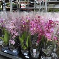 Растение Фаленопсис (орхидея) 12х35 1 ствол Aroma микс (Opti-flor)