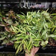 Растение Хойя 9х10 микс