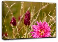Картина Аллиум 127x84 см Hotel Arizona HD 1-1205343906-FIEL-33x50-PINK