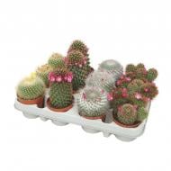Кактус 08х10 Mammalaria цветущий микс