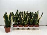 Растение Сансевиерия 12х35 Black Gold