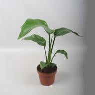 Растение Стрелиция 12х40-50 Nicolai нецветущая