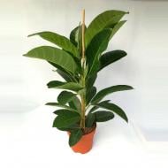 Растение Фикус бенгальский 17х70 Roy