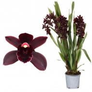 Растение Цимбидиум (орхидея) 14х65 2 ствола черный Black Jack