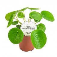 Растение Пилея 13х20 Peperomioides