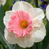 Цибулина Нарцис Rosy Sunrise 2 шт. Яскрава