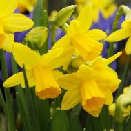 Цибулина Нарцис Tete a Tete 3 шт. Яскрава