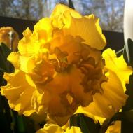 Луковица Нарцисc Gold Disc 2 шт. Яскрава