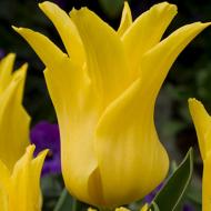 Луковица Тюльпан Ballade Gold 3 шт. Яскрава Луковица Тюльпан Ballade Gold 3 шт. Яскрава